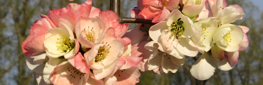 Chaenomeles banner 03